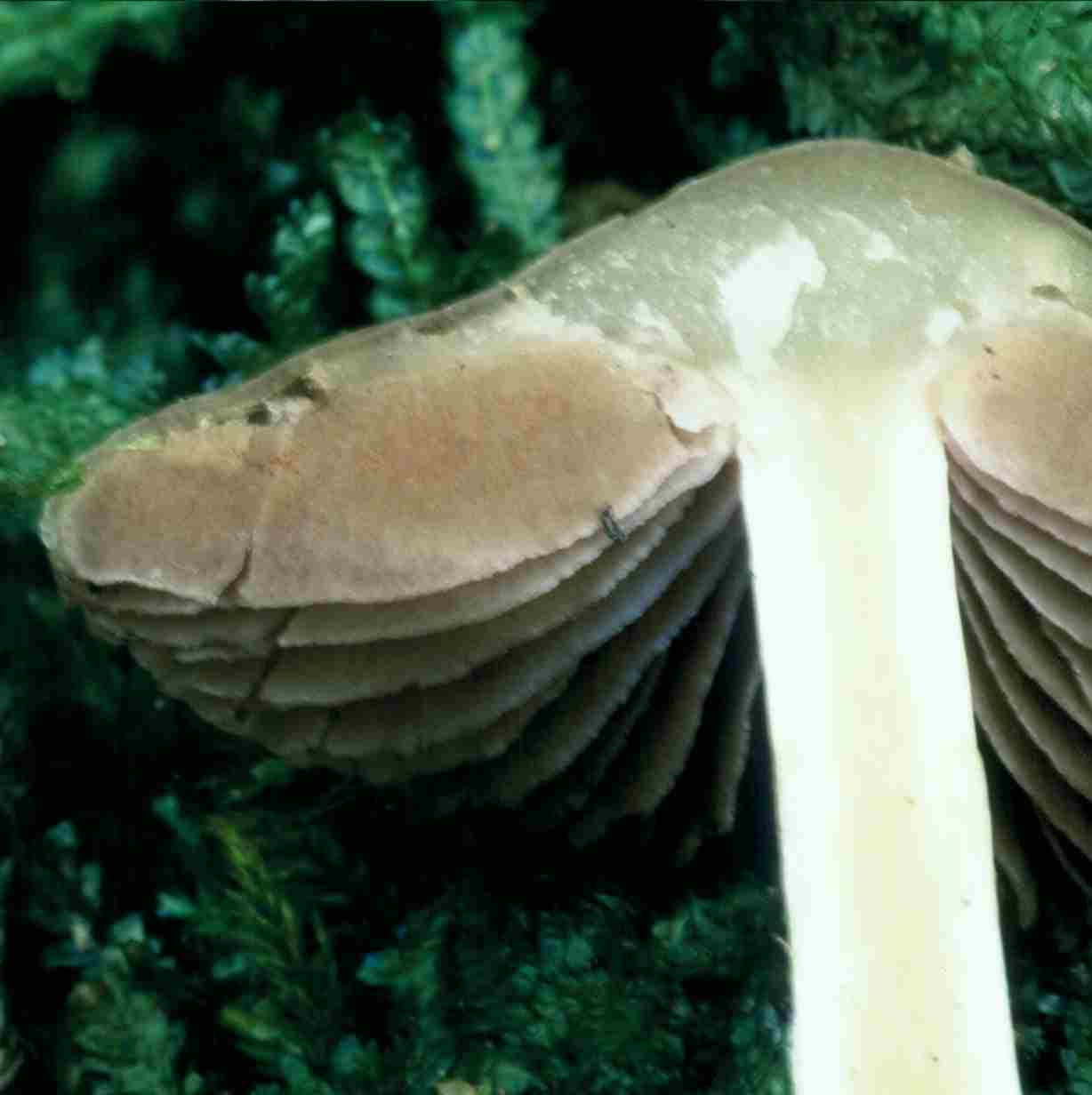 Cortinarius livido-ochraceus v C. elatior